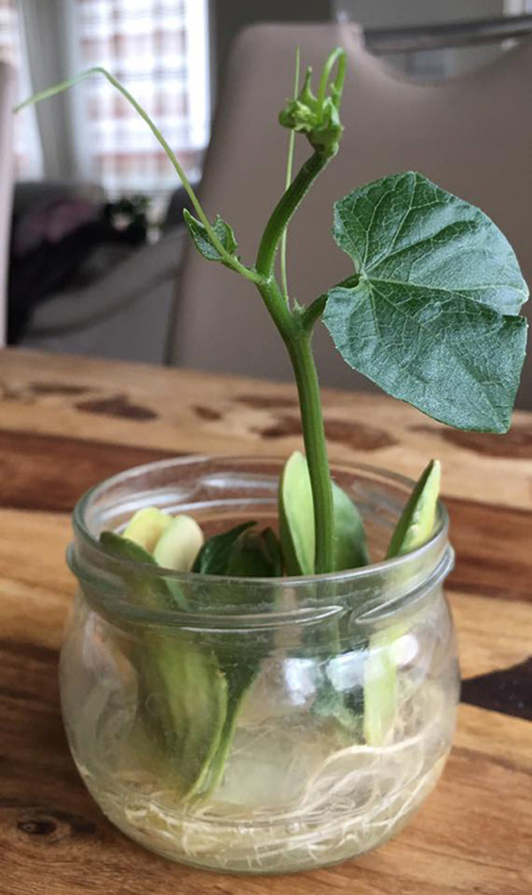 Tách hạt su su cho vào cốc rồi đem trồng, vài tháng sau có cả giàn sai trĩu - 6