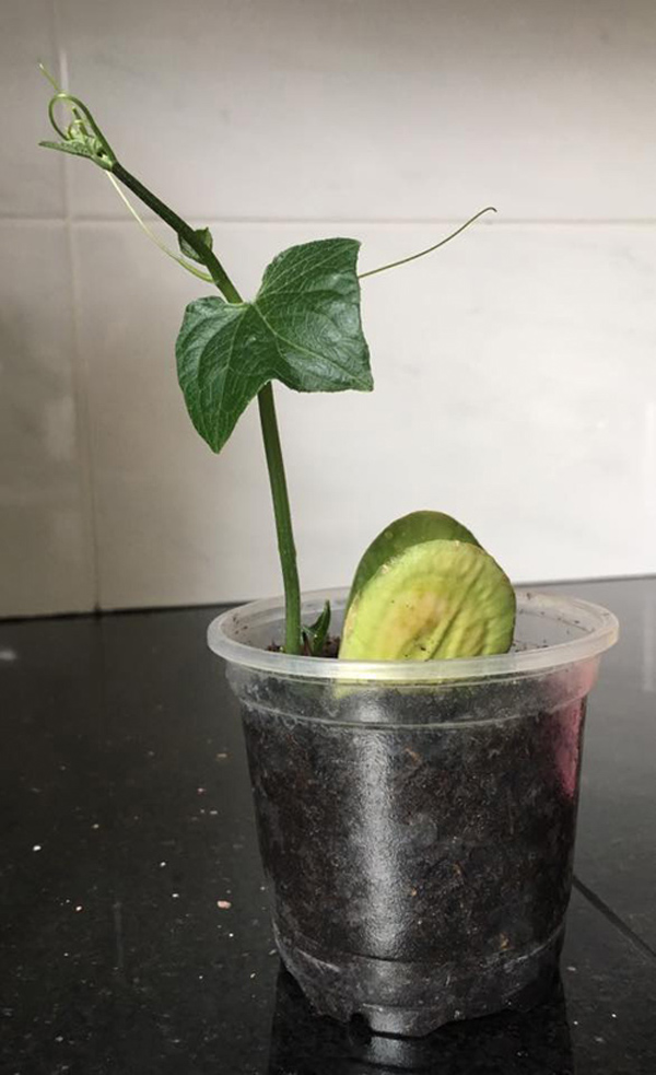 Tách hạt su su cho vào cốc rồi đem trồng, vài tháng sau có cả giàn sai trĩu - 7