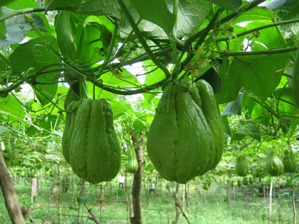 Tách hạt su su cho vào cốc rồi đem trồng, vài tháng sau có cả giàn sai trĩu - 8