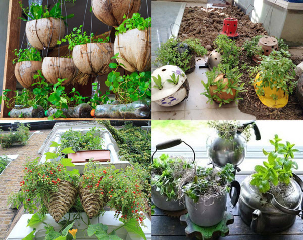 amp;#34;Biến hóaamp;#34; vỏ dừa, rổ rá, bô, mũ bảo hiểm... để trồng rau - 1