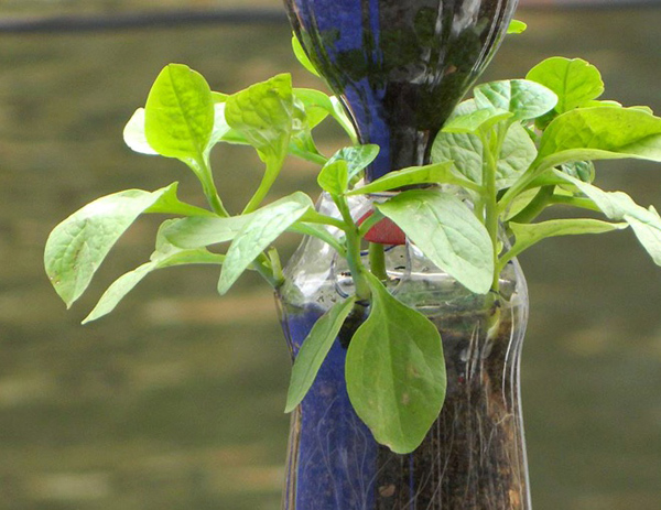 amp;#34;Biến hóaamp;#34; vỏ dừa, rổ rá, bô, mũ bảo hiểm... để trồng rau - 2