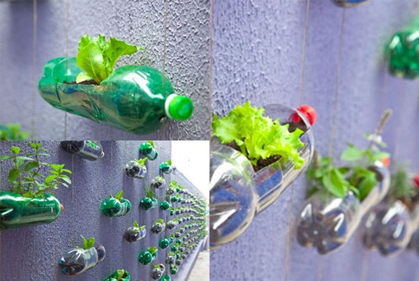 amp;#34;Biến hóaamp;#34; vỏ dừa, rổ rá, bô, mũ bảo hiểm... để trồng rau - 4