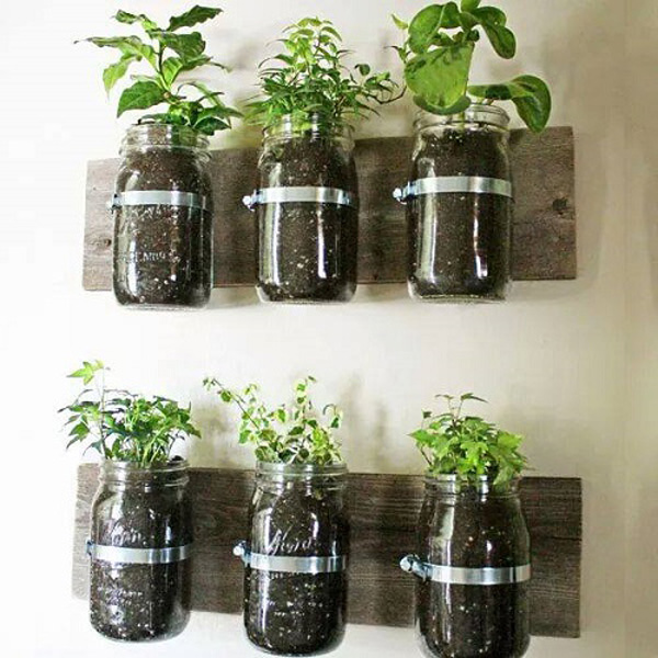 amp;#34;Biến hóaamp;#34; vỏ dừa, rổ rá, bô, mũ bảo hiểm... để trồng rau - 6