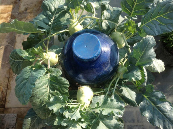 amp;#34;Biến hóaamp;#34; vỏ dừa, rổ rá, bô, mũ bảo hiểm... để trồng rau - 7