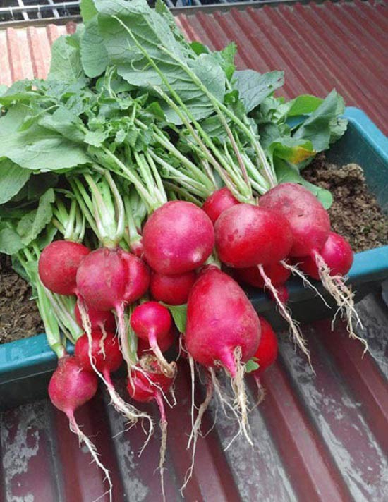 Tháng 10, trồng rau củ gì lên “mơn mởn” mà cả nhà ăn mãi không hết? - 3