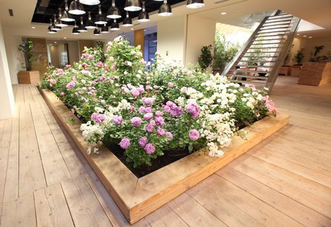 Lạ lùng văn phòng trồng rau như trang trại, nhân viên tha hồ gặt lúa, hái rau - 12