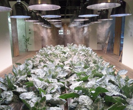 Lạ lùng văn phòng trồng rau như trang trại, nhân viên tha hồ gặt lúa, hái rau - 16