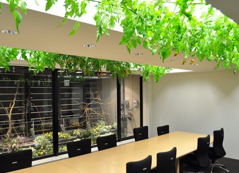 Lạ lùng văn phòng trồng rau như trang trại, nhân viên tha hồ gặt lúa, hái rau - 5