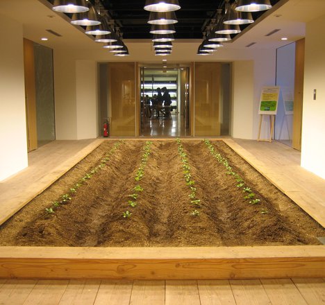 Lạ lùng văn phòng trồng rau như trang trại, nhân viên tha hồ gặt lúa, hái rau - 13