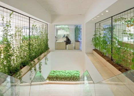 Lạ lùng văn phòng trồng rau như trang trại, nhân viên tha hồ gặt lúa, hái rau - 11