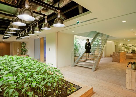 Lạ lùng văn phòng trồng rau như trang trại, nhân viên tha hồ gặt lúa, hái rau - 4