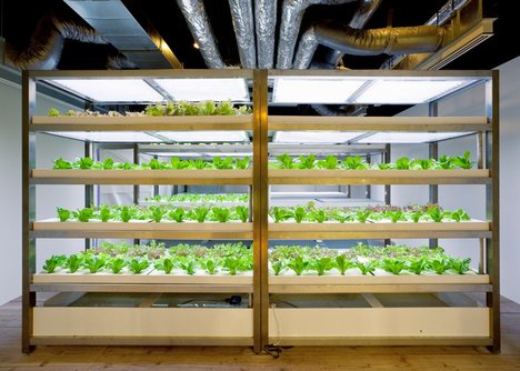 Lạ lùng văn phòng trồng rau như trang trại, nhân viên tha hồ gặt lúa, hái rau - 8