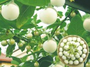 Nhà đẹp - Cách trồng cà pháo trong thùng xốp sai trĩu quả, tha hồ làm cà pháo muối chua