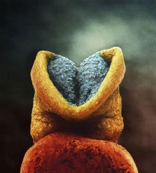 Bao năm rồi nhưng đây vẫn là bộ ảnh xuất sắc nhất về thai nhi trong bụng mẹ - 12