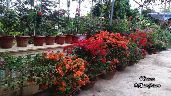 Vườn hoa hồng rộng hơn 1000m² của cô con dâu khiến mẹ chồng khó tính cũng phải yêu - 3