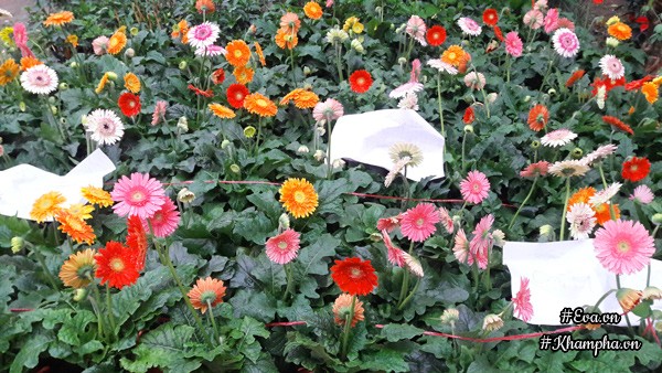 Vườn hoa hồng rộng hơn 1000m² của cô con dâu khiến mẹ chồng khó tính cũng phải yêu - 17