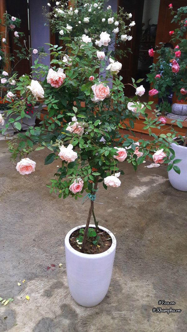 Vườn hoa hồng rộng hơn 1000m² của cô con dâu khiến mẹ chồng khó tính cũng phải yêu - 16