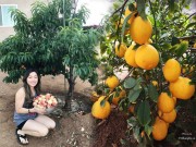 Nhà đẹp - Vườn cây ăn quả 4000m² sai trĩu trịt vạn người mê của mẹ Việt ở Mỹ