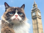 Du lịch - Hành trình vòng quanh London cùng Cô Mèo Cau Có - Tardar Sauce