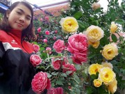 Nhà đẹp - Vườn hoa hồng rộng hơn 1000m² của cô con dâu khiến mẹ chồng khó tính cũng phải yêu