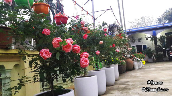 Vườn hoa hồng rộng hơn 1000m² của cô con dâu khiến mẹ chồng khó tính cũng phải yêu - 13