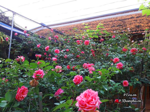 Vườn hoa hồng rộng hơn 1000m² của cô con dâu khiến mẹ chồng khó tính cũng phải yêu - 8