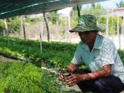 Nhà đẹp - Cách trồng cây đinh lăng - loại cây "nhân sâm của người nghèo"