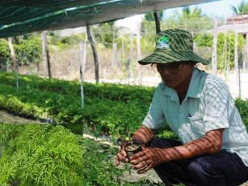 Cách trồng cây đinh lăng - loại cây nhân sâm của người nghèo