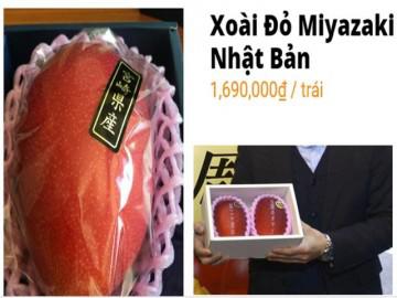 Xem cận cảnh quả xoài đỏ Nhật Bản 1,7 triệu mỗi trái đang 'cháy hàng' ở Việt Nam