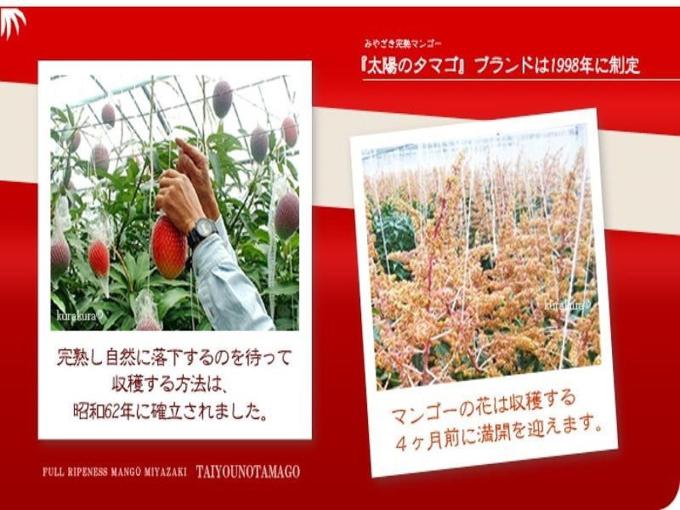 Xem cận cảnh quả xoài đỏ Nhật Bản 1,7 triệu mỗi trái đang amp;#39;cháy hàngamp;#39; ở Việt Nam - 1