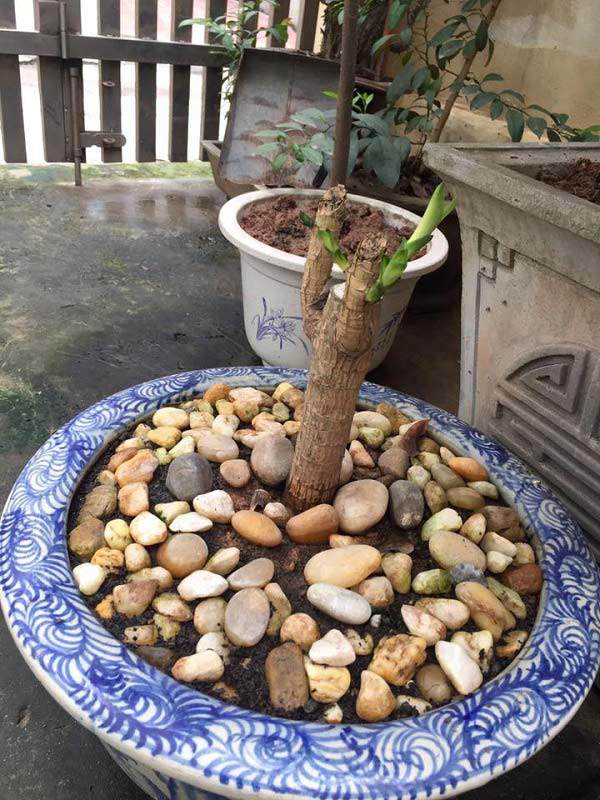 Than thở trồng nho ra đúng 1 quả, cô gái nhận được lời tư vấn amp;#34;lầy không thể lầy hơnamp;#34; - 4