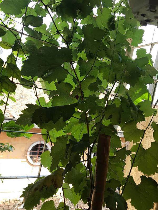 Than thở trồng nho ra đúng 1 quả, cô gái nhận được lời tư vấn amp;#34;lầy không thể lầy hơnamp;#34; - 3