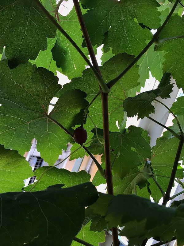 Than thở trồng nho ra đúng 1 quả, cô gái nhận được lời tư vấn amp;#34;lầy không thể lầy hơnamp;#34; - 1