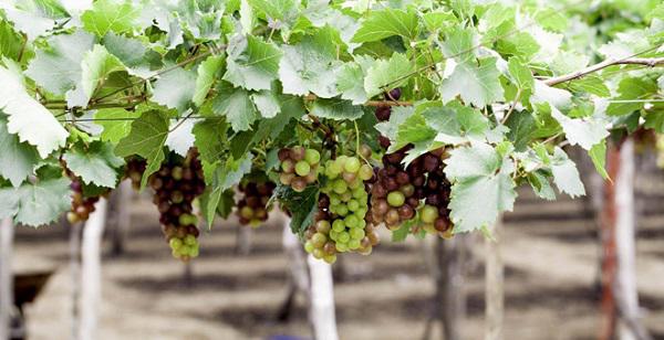 Than thở trồng nho ra đúng 1 quả, cô gái nhận được lời tư vấn amp;#34;lầy không thể lầy hơnamp;#34; - 11