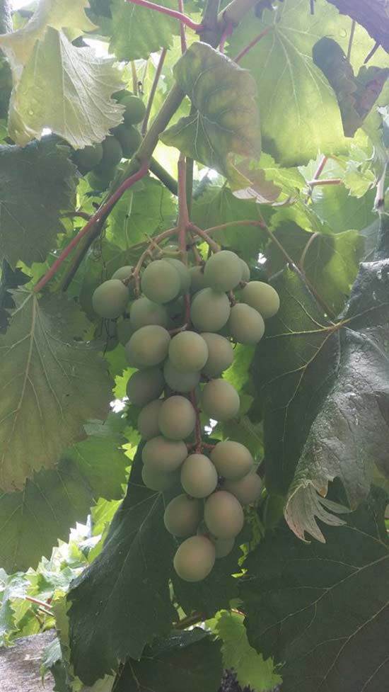 Than thở trồng nho ra đúng 1 quả, cô gái nhận được lời tư vấn amp;#34;lầy không thể lầy hơnamp;#34; - 9