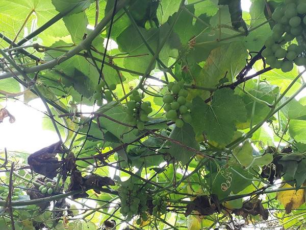 Than thở trồng nho ra đúng 1 quả, cô gái nhận được lời tư vấn amp;#34;lầy không thể lầy hơnamp;#34; - 7