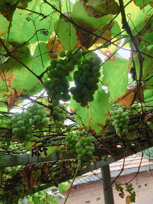 Than thở trồng nho ra đúng 1 quả, cô gái nhận được lời tư vấn amp;#34;lầy không thể lầy hơnamp;#34; - 8