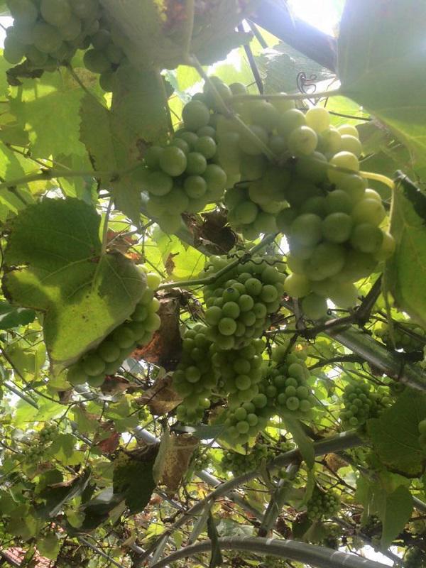 Than thở trồng nho ra đúng 1 quả, cô gái nhận được lời tư vấn amp;#34;lầy không thể lầy hơnamp;#34; - 5