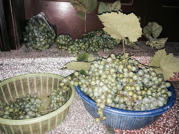 Than thở trồng nho ra đúng 1 quả, cô gái nhận được lời tư vấn amp;#34;lầy không thể lầy hơnamp;#34; - 10