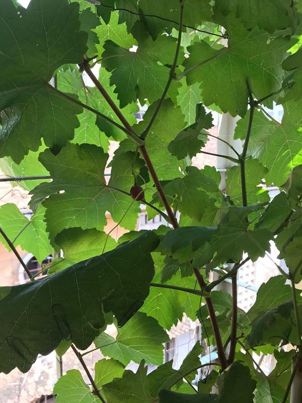 Than thở trồng nho ra đúng 1 quả, cô gái nhận được lời tư vấn amp;#34;lầy không thể lầy hơnamp;#34; - 2