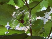 Nhà đẹp - Than thở trồng nho ra đúng 1 quả, cô gái nhận được lời tư vấn "lầy không thể lầy hơn"