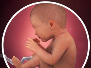 Thai nhi 35 tuần tuổi: Bé bớt nhào lộn