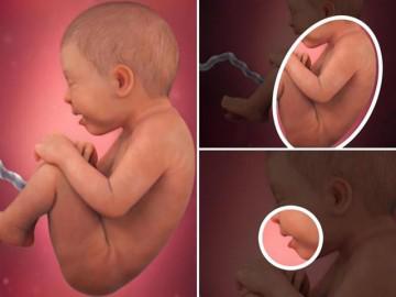 Thai nhi 36 tuần tuổi: Bé sẵn sàng cho việc chào đời
