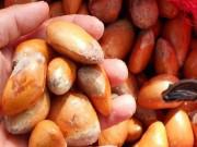 Ngon-bổ-rẻ - Không ngờ hạt sầu riêng được thu mua giá cao hơn... quả