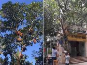 Nhà đẹp - Chết cười những pha chọc mít “kinh điển": Không chọc thì tiếc, chọc xong phát... khiếp