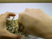 Nhà đẹp - Mách cách làm giá đỗ bằng chai nhựa vừa nhanh vừa nhàn không ngờ