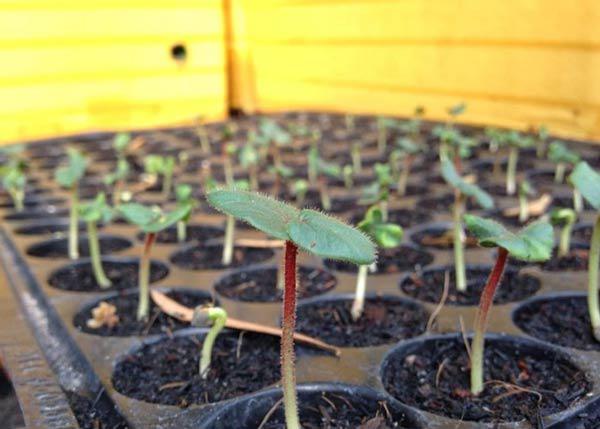 Cách trồng bầu bí thơm ngon, bổ dưỡng trong vườn nhà - 3