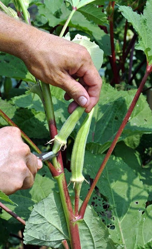 Cách trồng đậu bắp sai quả, thơm ngon, bổ dưỡng ngay tại vườn - 6