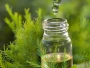 Sức khỏe - Công dụng tuyệt vời của tinh dầu tràm có thể bạn chưa biết!