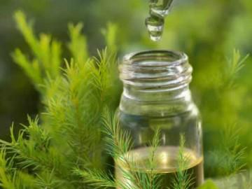 Công dụng tuyệt vời của tinh dầu tràm có thể bạn chưa biết!